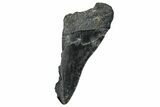 Partial Fossil Megalodon Tooth - Serrated Edge #250054-1